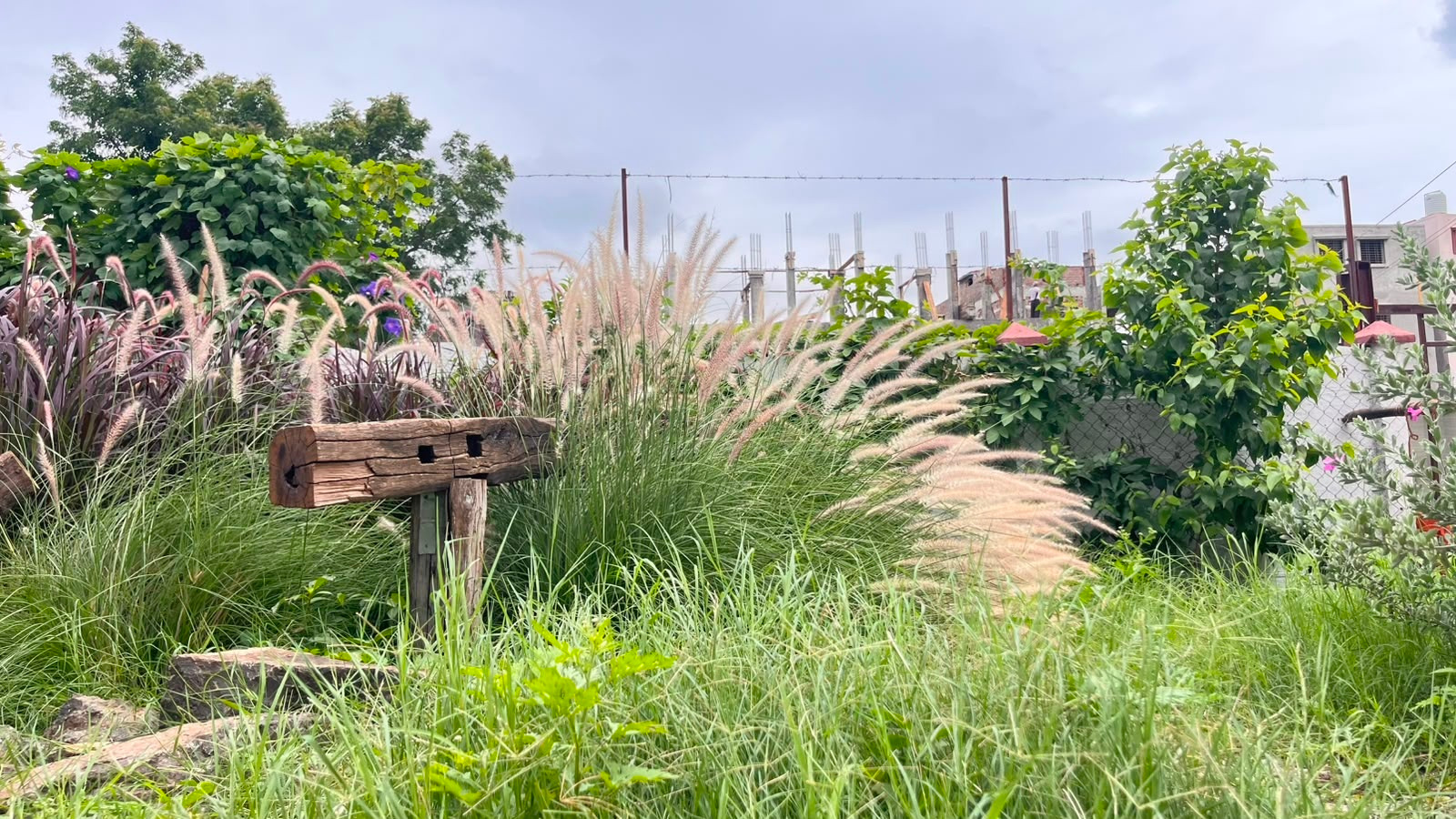 Natural outdoor portrait setting with tall ornamental grasses and a rustic wooden bench
